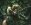 fantastika_elf_luk_7143.jpg