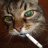 PunkCat111